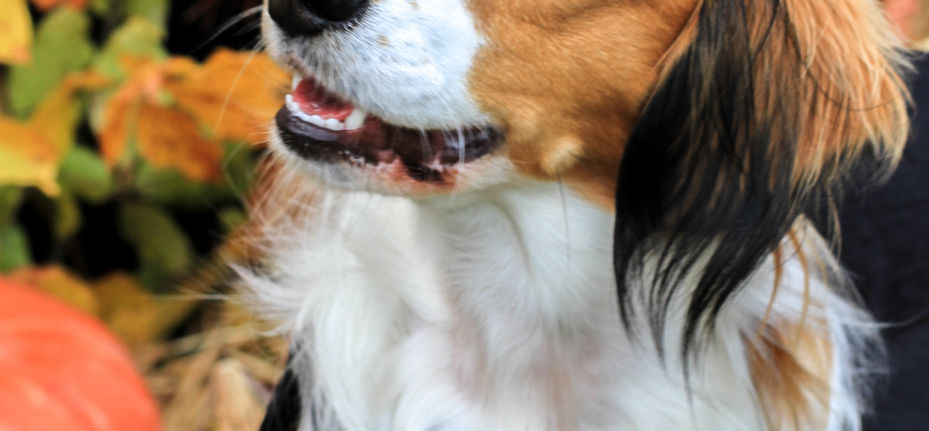 cours halloween LR-11.jpg