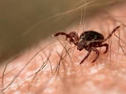 Podczas majówki uważaj na kleszcze! Sprawdź, jak je poprawnie usunąć!