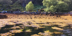 Nomadic Foraging Coastal Survival