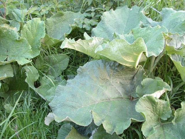 Burdock leaves