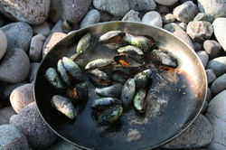 enjoy mussels freshly foraged