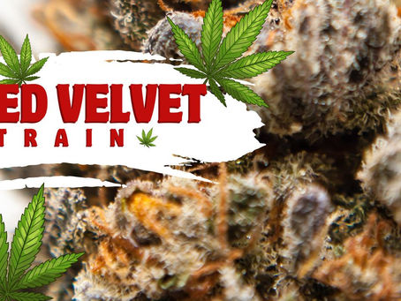 Red Velvet Strain: A Symphony of Flavors and Effects in Cannabis