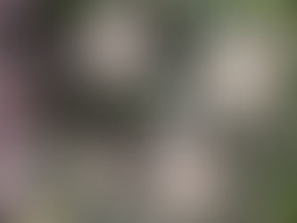 Cap Junky Strain: Insights into Its Potency & Benefits