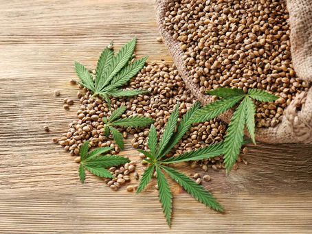 How Long Do Marijuana Seeds Really Last?