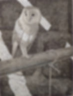 Still light (barn owl)