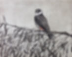 Hobby in willow