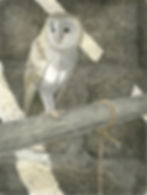 Still light (Barn owl)