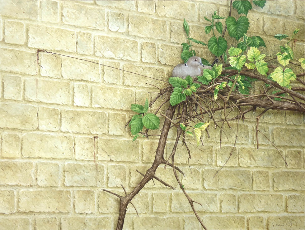 April Vine, watercolour, 54 x 72 cm