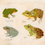 Thumbnail: The Naturalist's Notebook - Frogs and Toads