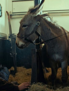 Polski osiołek z szansą na Oscara! "IO" Jerzego Skolimowskiego ma nominację #FILM