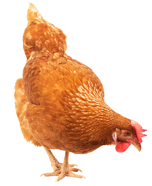 pecking-chicken-.gif