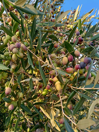 OLIVE.jpg