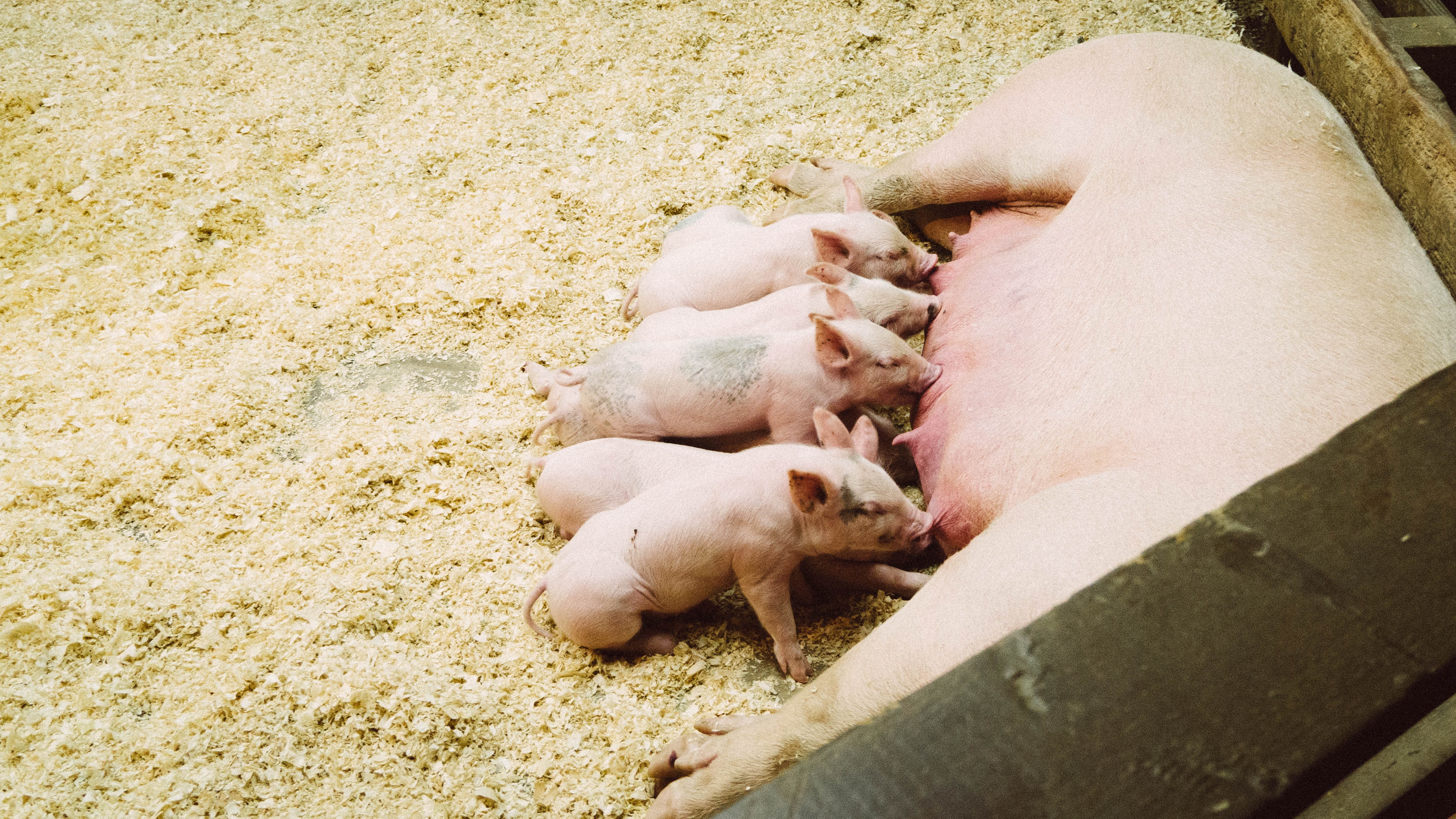 Allegiance Pork