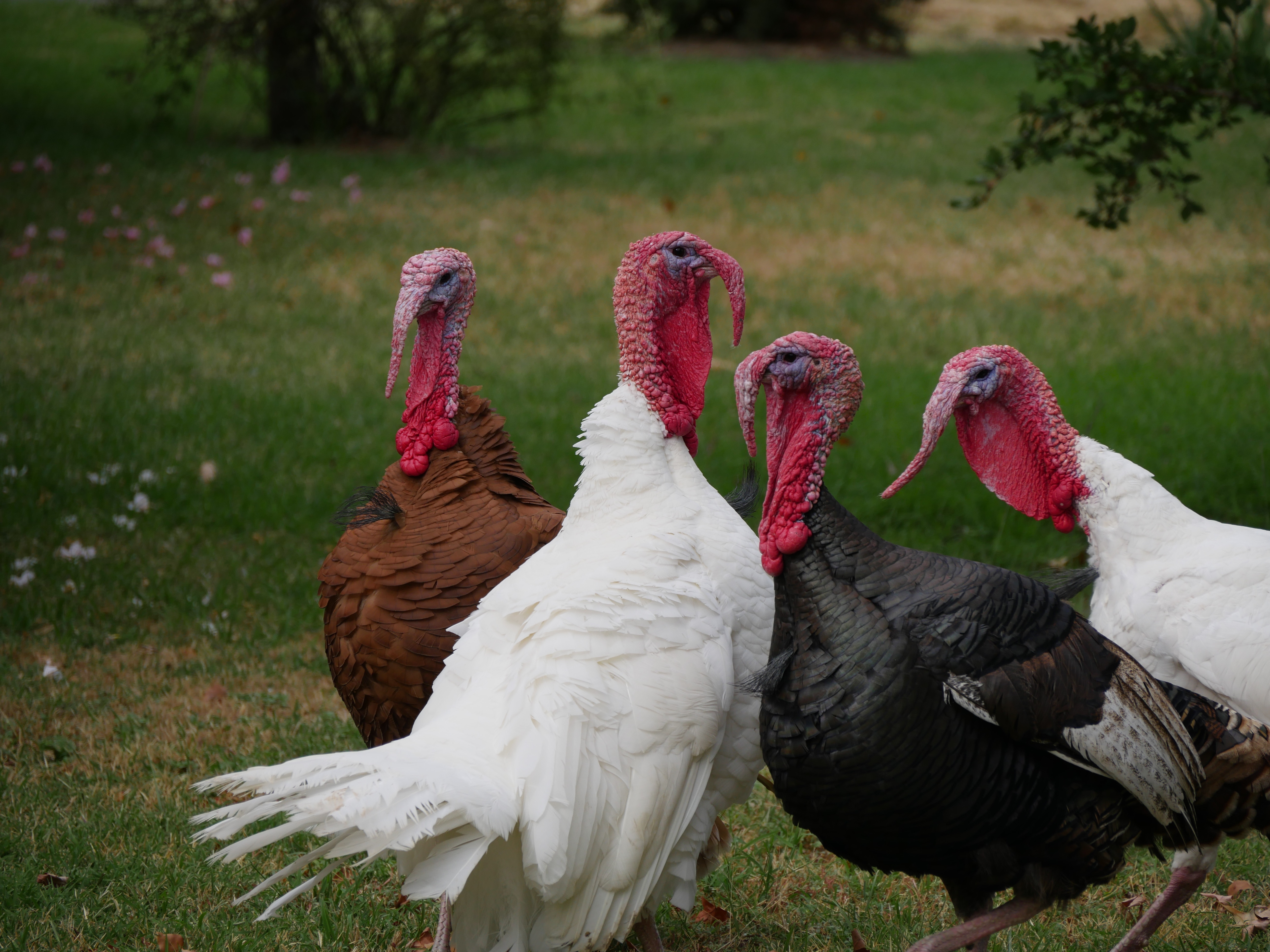 KUCK FARMS