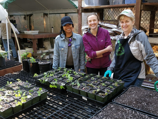 Mt. Sutro Native Plant Nursery Needs You!