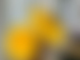 a yellow rose and a yellow sunflower with a yellow pillow with white writing on it is in the background
