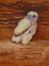 Peregrine Chick_120.jpg