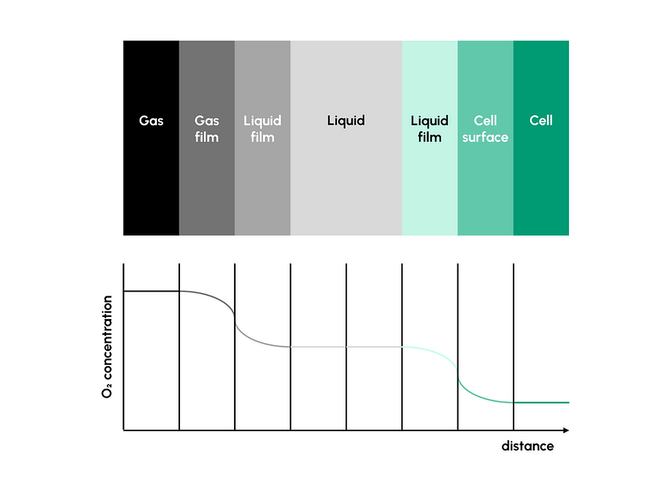 Oxygen concentration in different phases during aerobic cell cultivation.