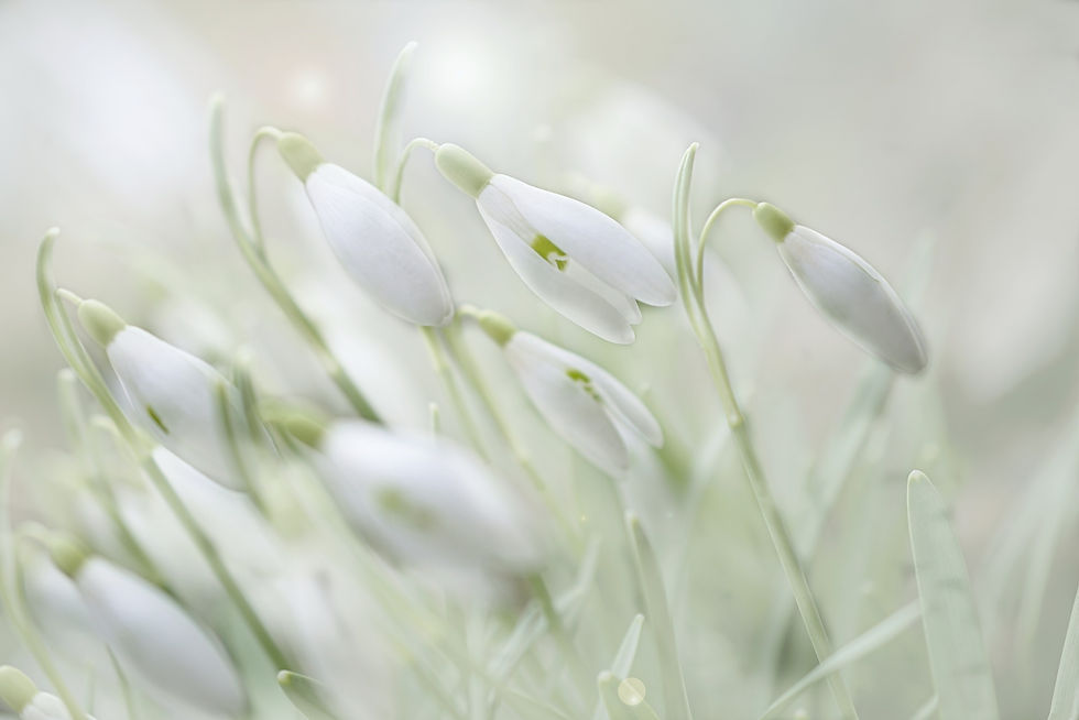 peggychoucair-flower-4875870_1920.jpg