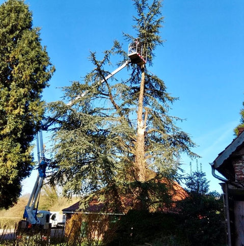 Élagage d’un grand arbre avec nacelle par un élagueur professionnel à Seclin