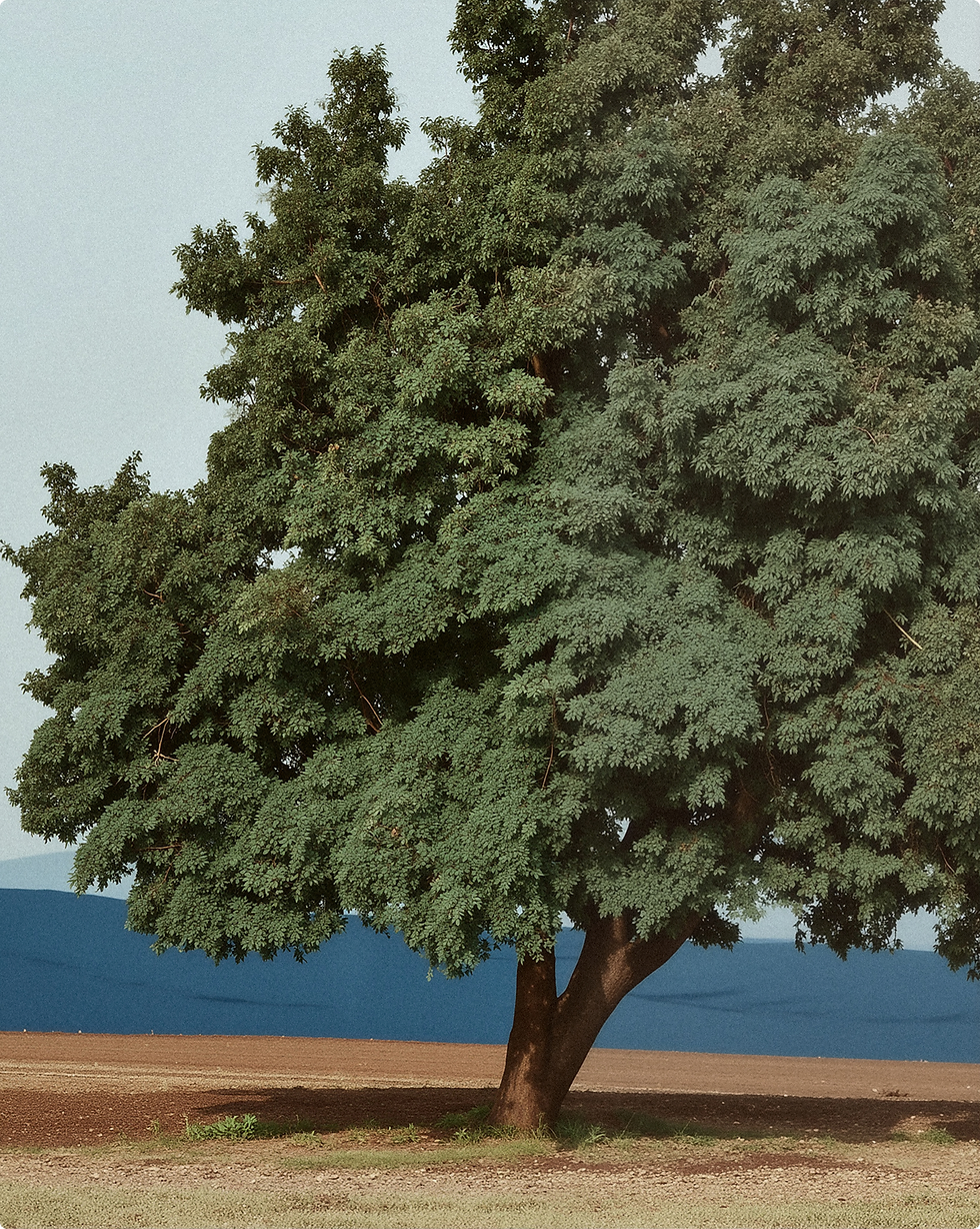 image 20908.png