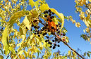 Maackii fruit 092911 (2).JPG