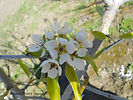 Anjou Pear flower