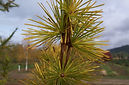 Larch needles 102610 (2).JPG
