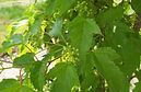 Ginnala Maple flower bud
