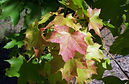 Emerald Queen Maple new growth