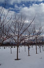 Sensation Box Elder tree in winter