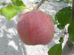Red Fuji Apple