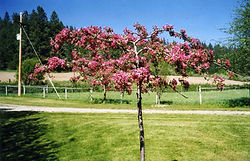 Echtermeyer Weeping Crabapple tree in spring