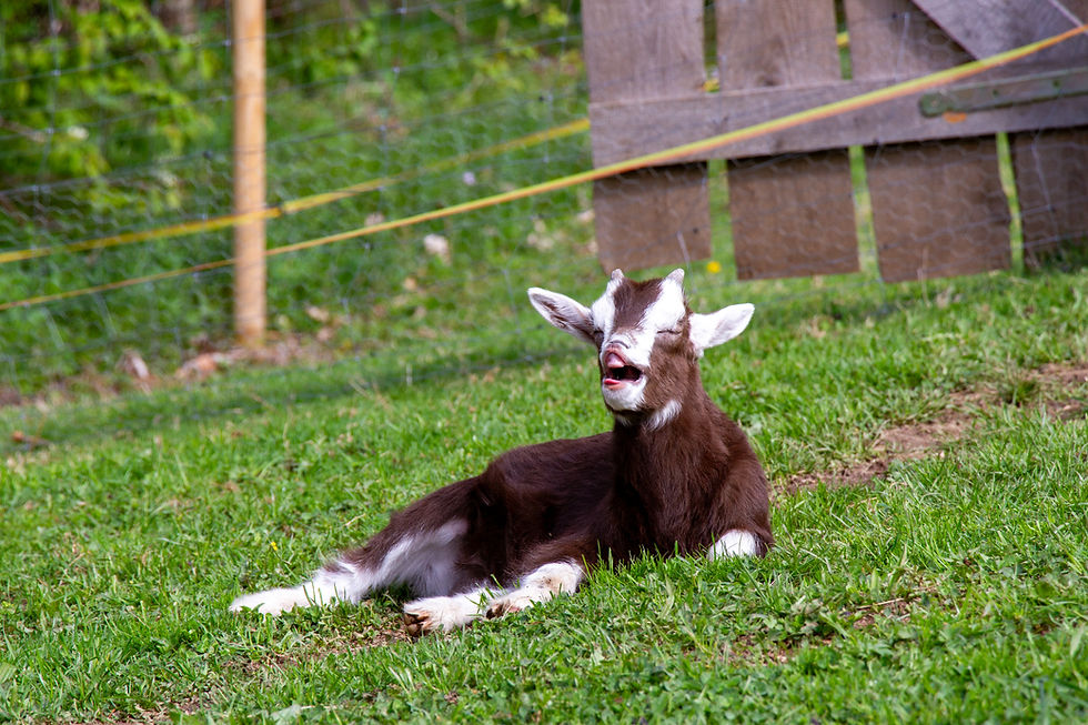 Der Frühling ist eingezogen und hat auch gleich neue Mitbewohner gebracht!