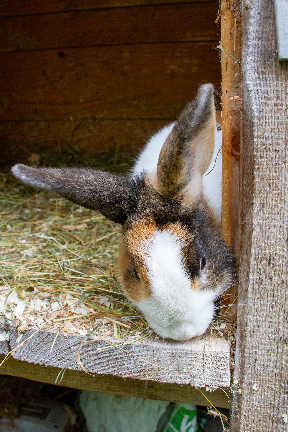 Der unfreiwillig in Einzelhaft sitzende Bob.