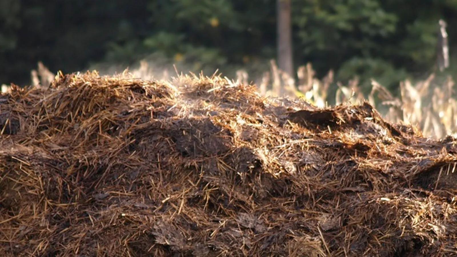 Farm Yard Manure