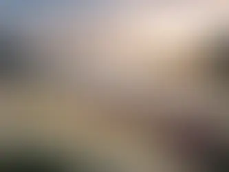 Del Corazón de Antioquia a Chile: La historia detrás de nuestros Crisantemos