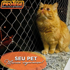Cuidar de quem amamos é um instinto natural e isso inclui os animais de estimação. Para isso, nada melhor do que transformar sua casa em um lugar seguro.