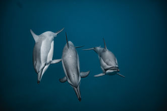 Underwater Photographe Joys.S Saint-Tropez