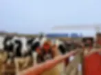 agricultural-fuel-delivery-1024x768.jpg.webp