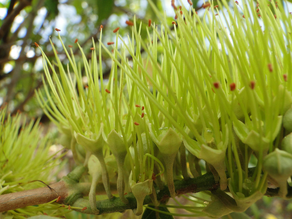 Combretum lanceolatum