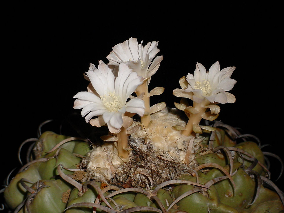 Discocactus bahiensis