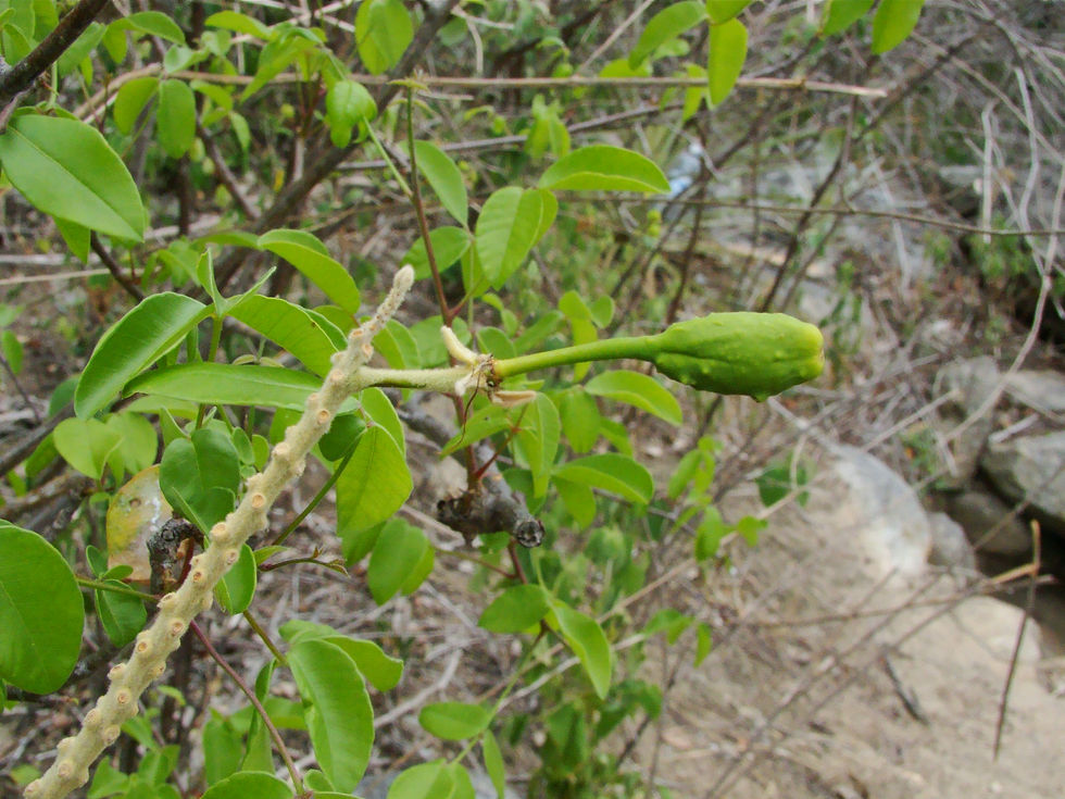 Neocalyptrocalyx longifolium