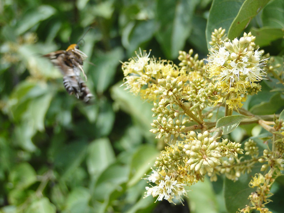 Combretum leprosum