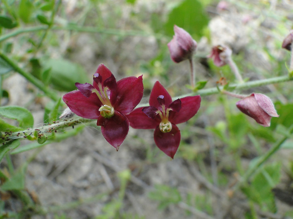 Krameria grandiflora