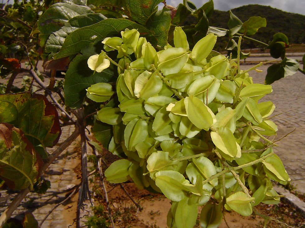 Combretum leprosum