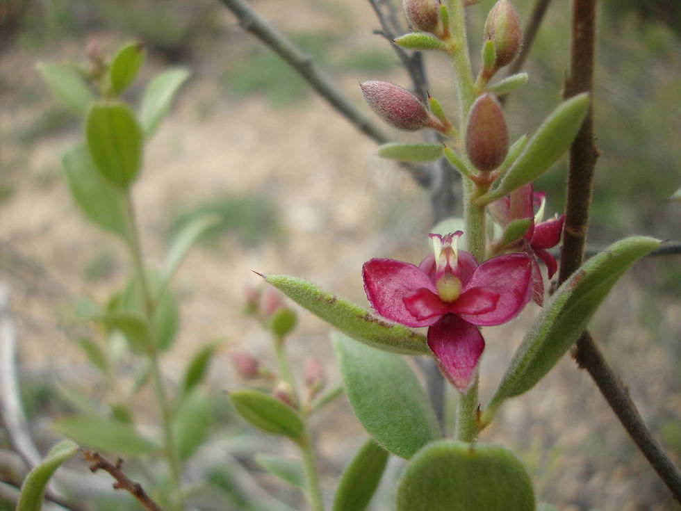Krameria tomentosa