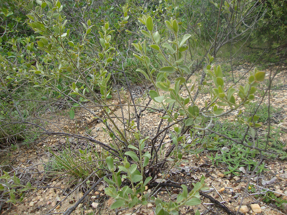 Krameria tomentosa