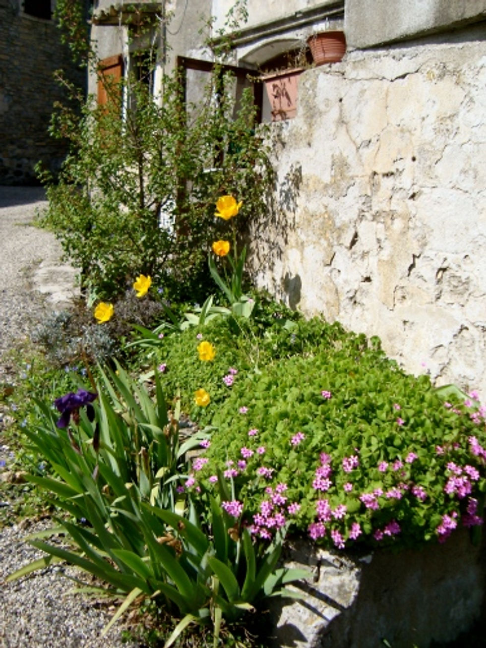 My garden.