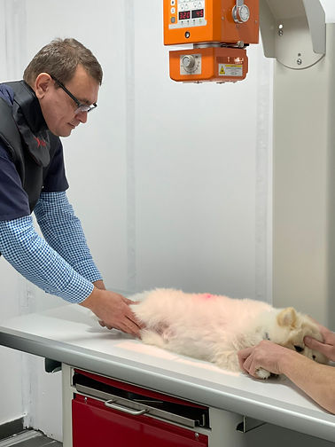radiologie veterinara si ecografie veterinara